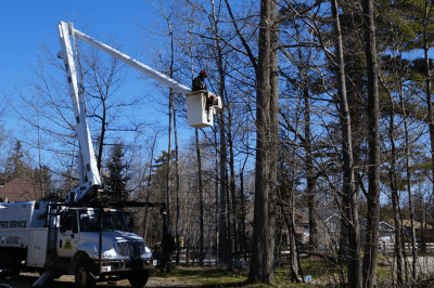 Wasaga Tree Service using the bucket truck to reach branches.